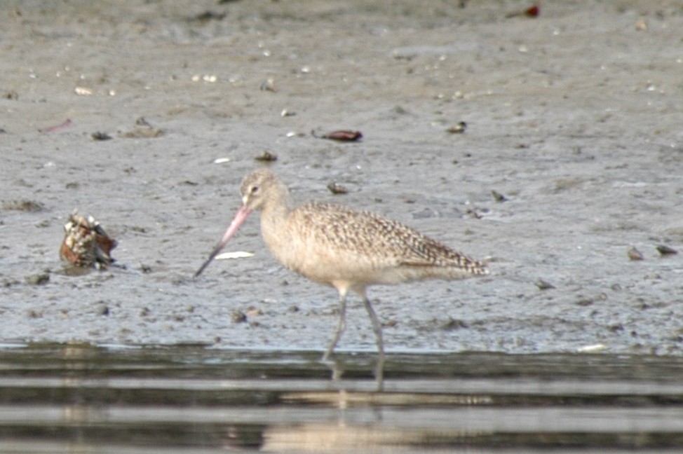 Marbled Godwit - ML174612351