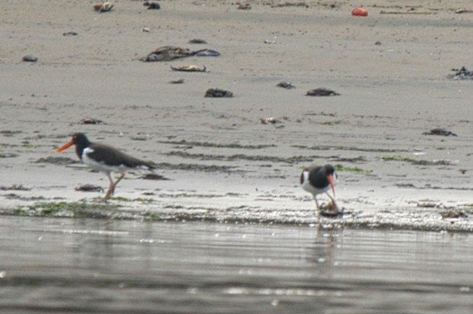 American Oystercatcher - ML174612451