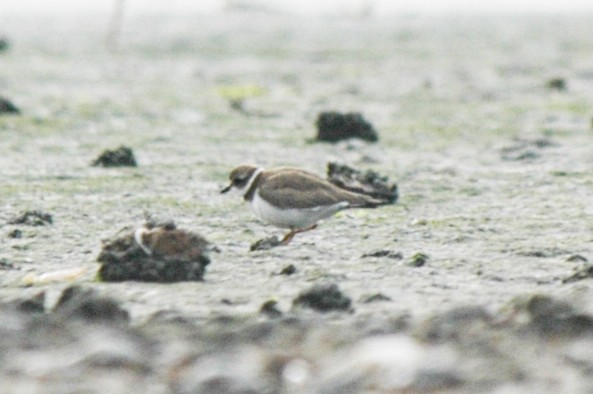 Semipalmated Plover - ML174612881