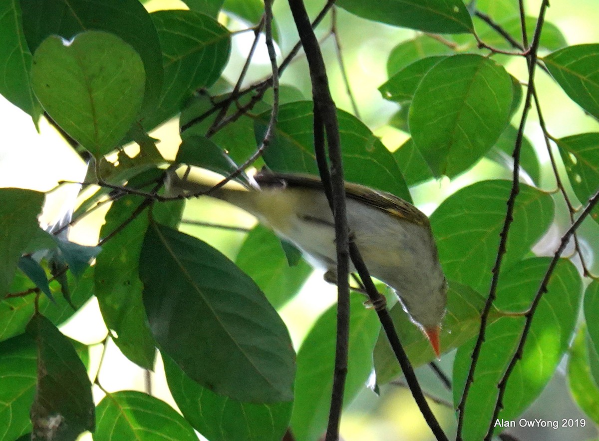 センダイムシクイ - ML174613071