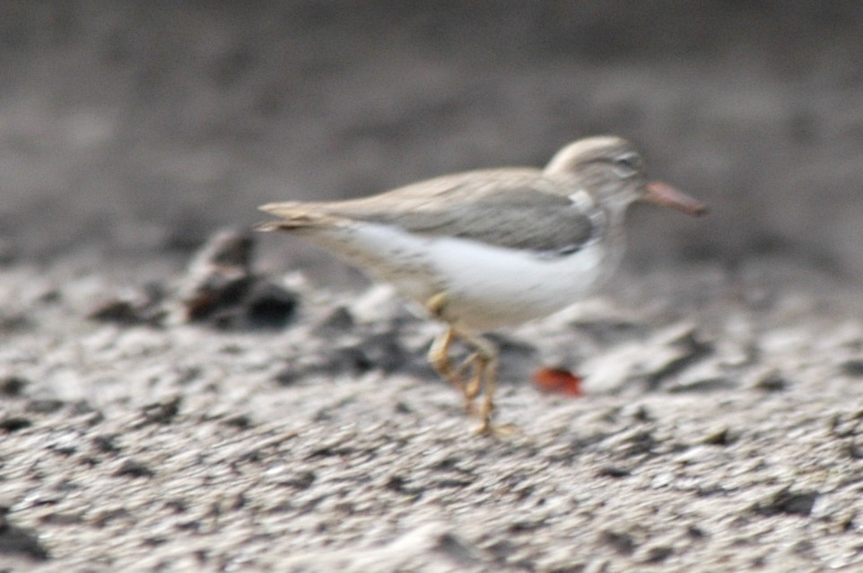 Spotted Sandpiper - ML174613131