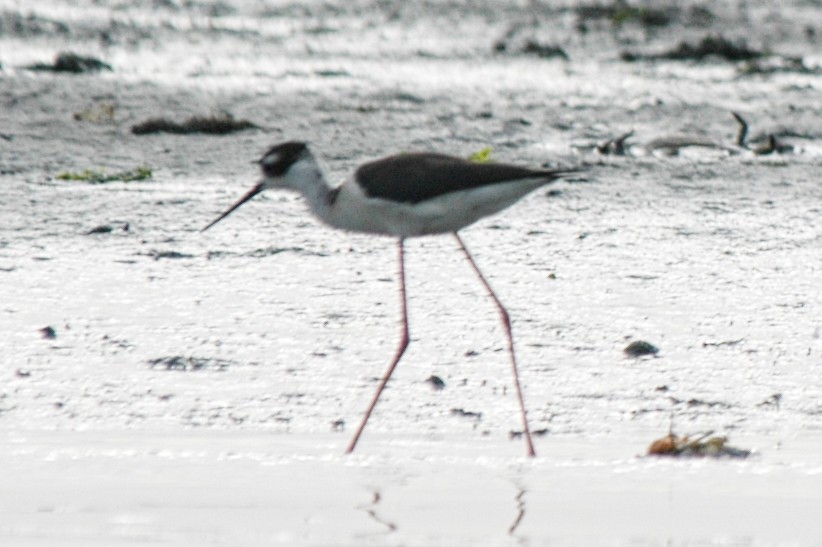 Black-necked Stilt - ML174613151