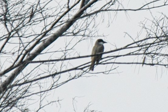 Thick-billed Kingbird - ML174613271