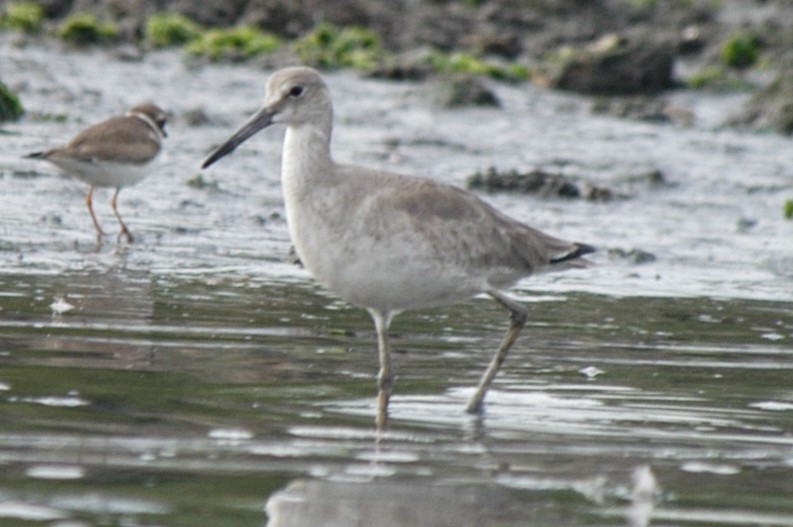 Willet - ML174613371