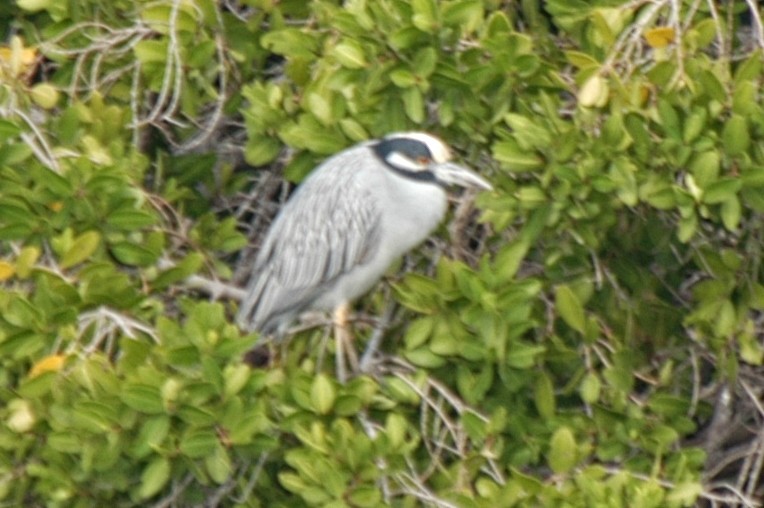 Yellow-crowned Night Heron - ML174613401