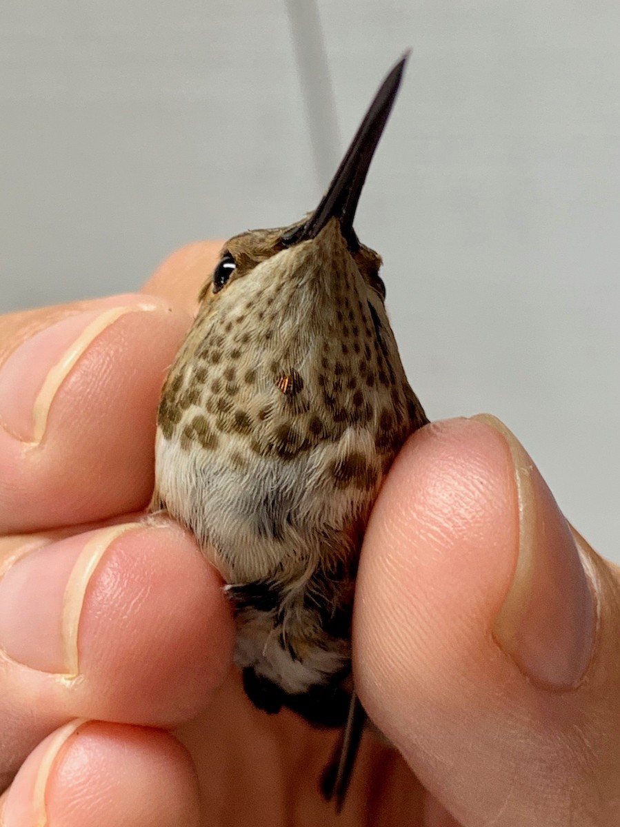 Rufous Hummingbird - David La Puma