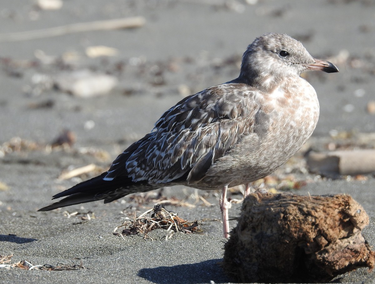 California Gull - Fred Shaffer