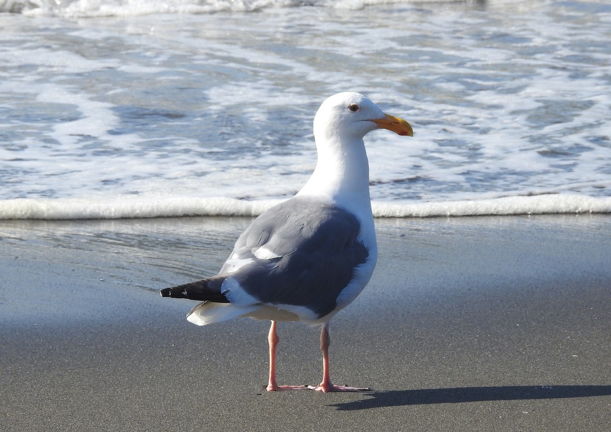 Western Gull - Fred Shaffer