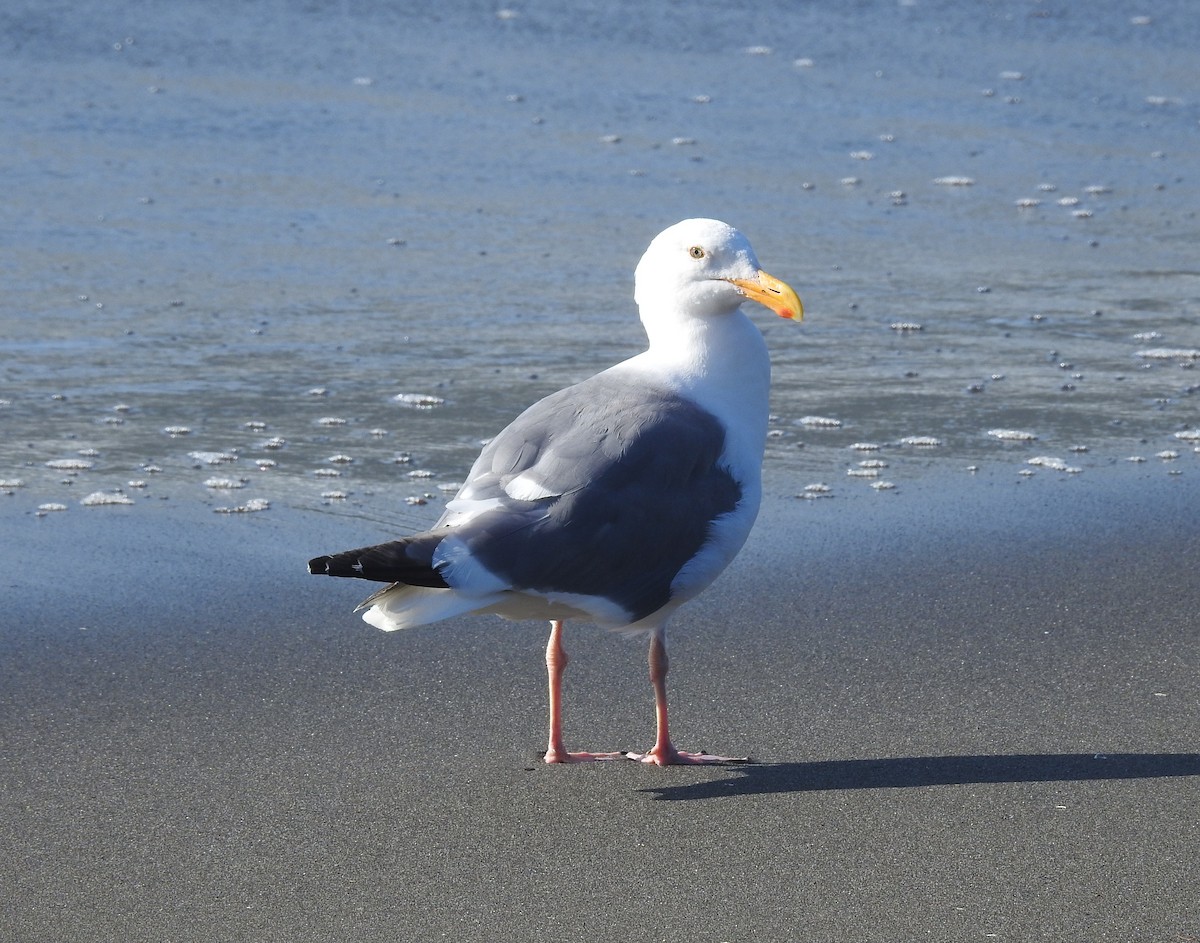 Western Gull - Fred Shaffer