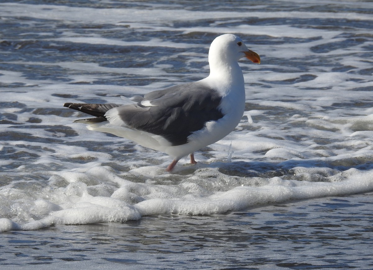 Western Gull - ML174615671