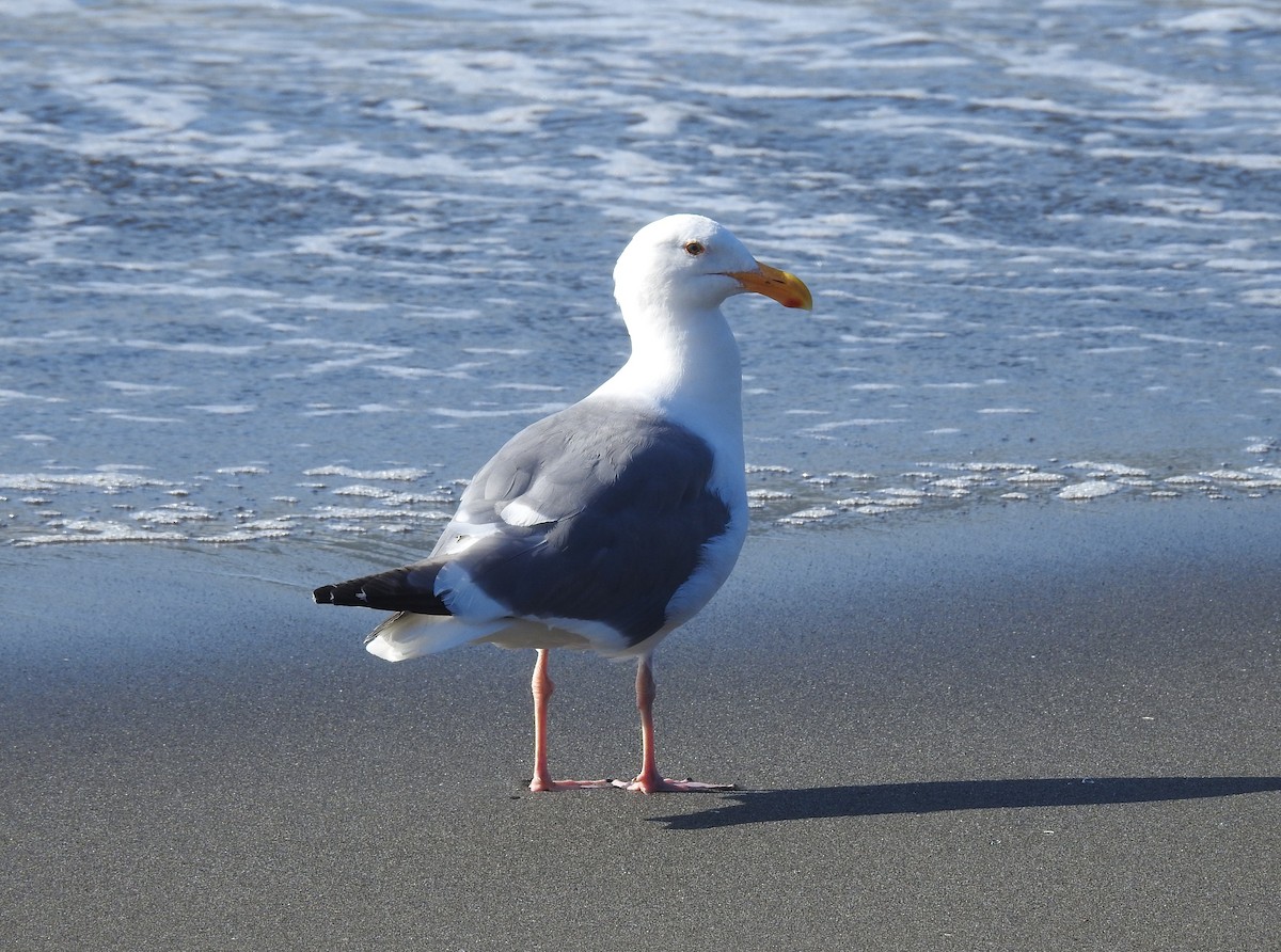 Western Gull - Fred Shaffer