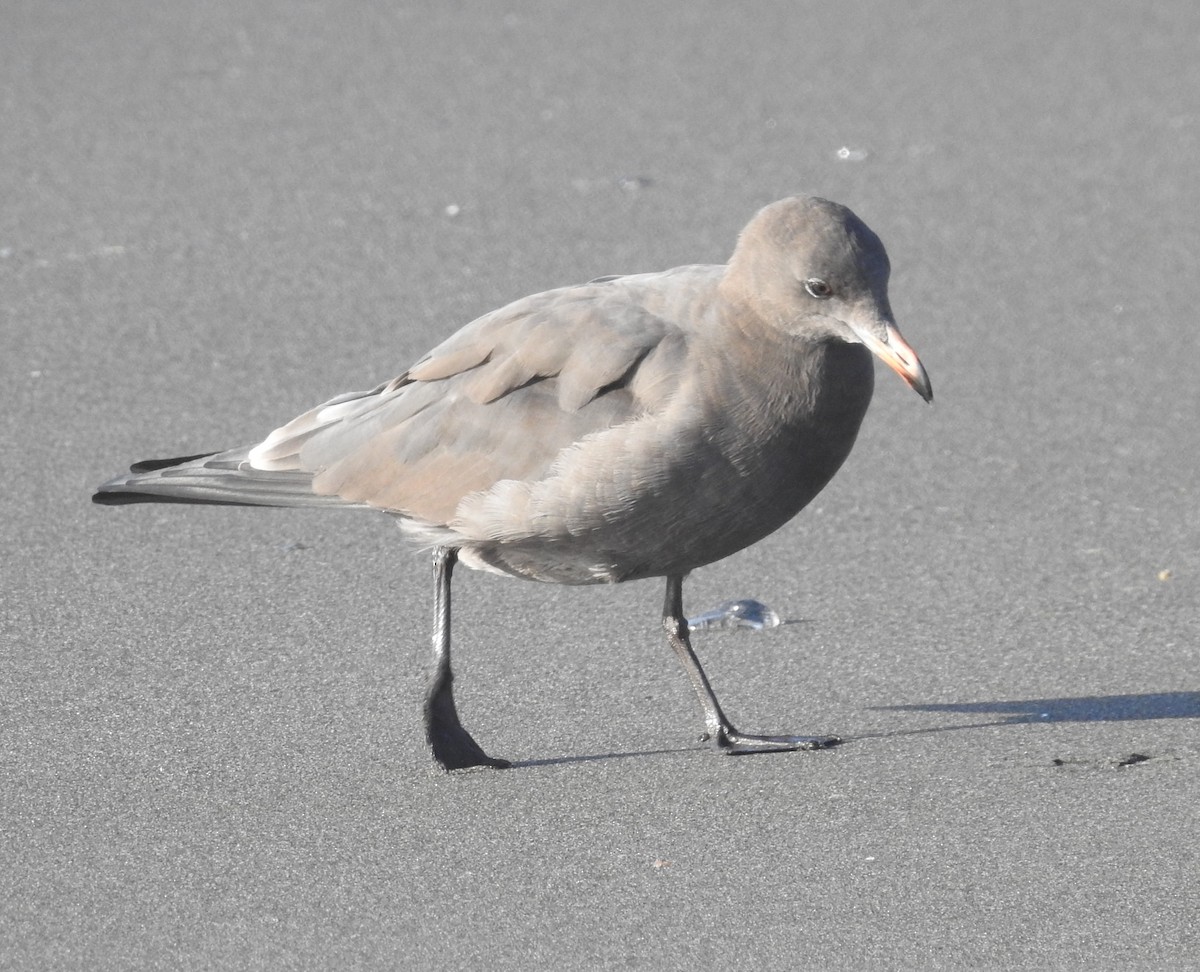 Heermann's Gull - Fred Shaffer