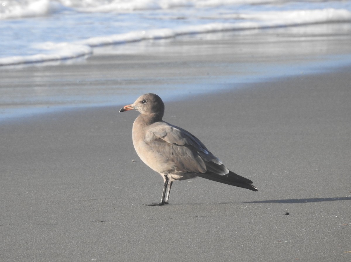 Heermann's Gull - Fred Shaffer