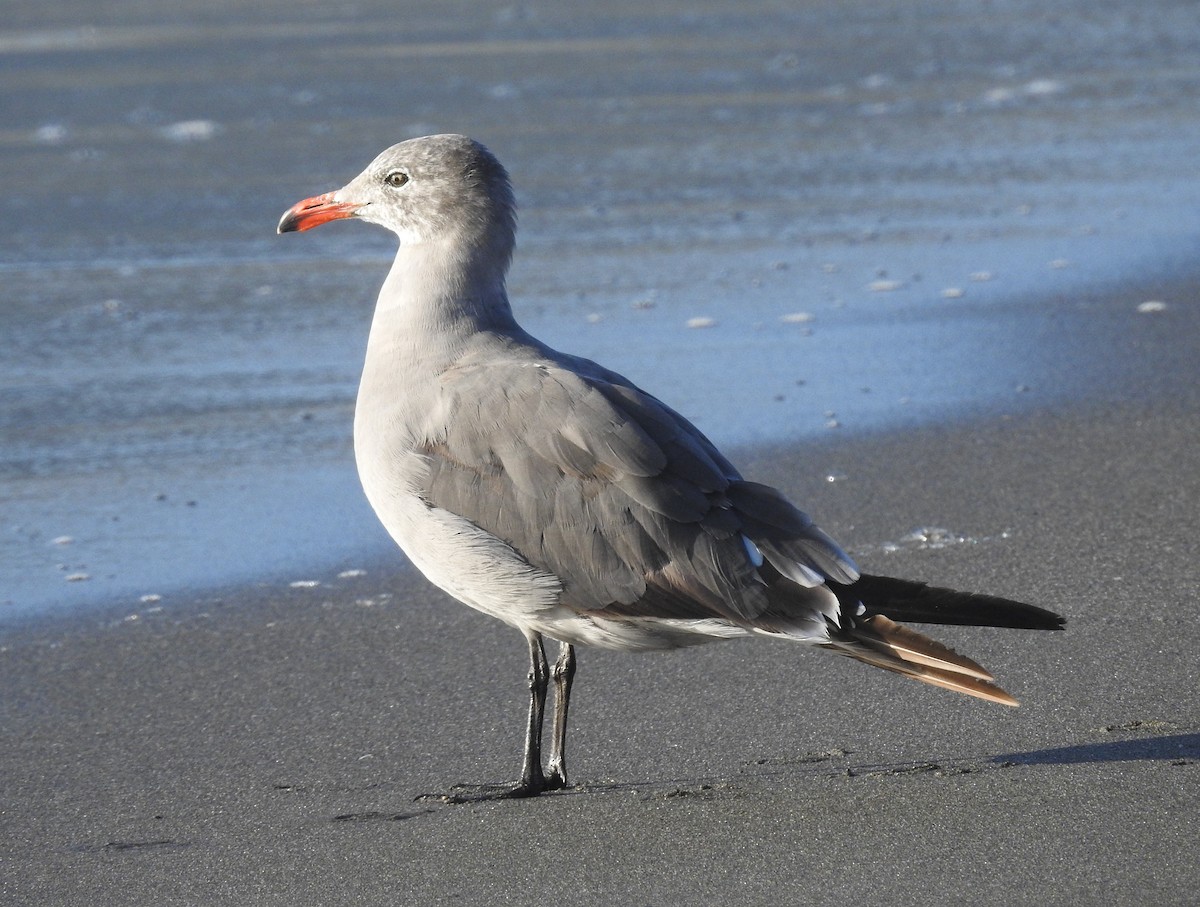 Heermann's Gull - ML174615811