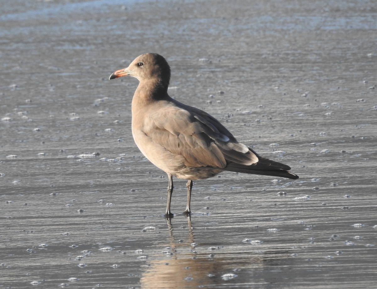 Heermann's Gull - Fred Shaffer