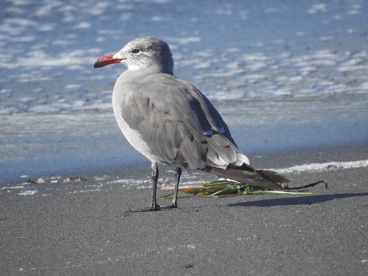 Heermann's Gull - Fred Shaffer