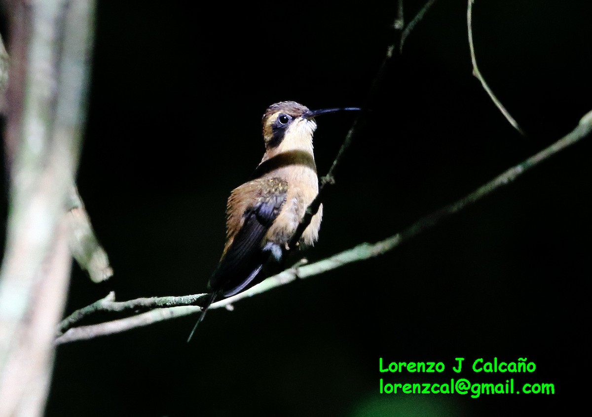 kolibřík proužkohrdlý - ML174616151