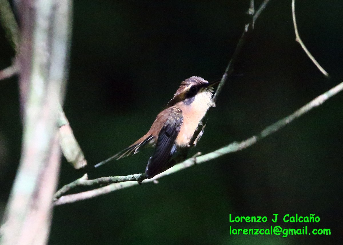 Streifenkehl-Schattenkolibri - ML174616191