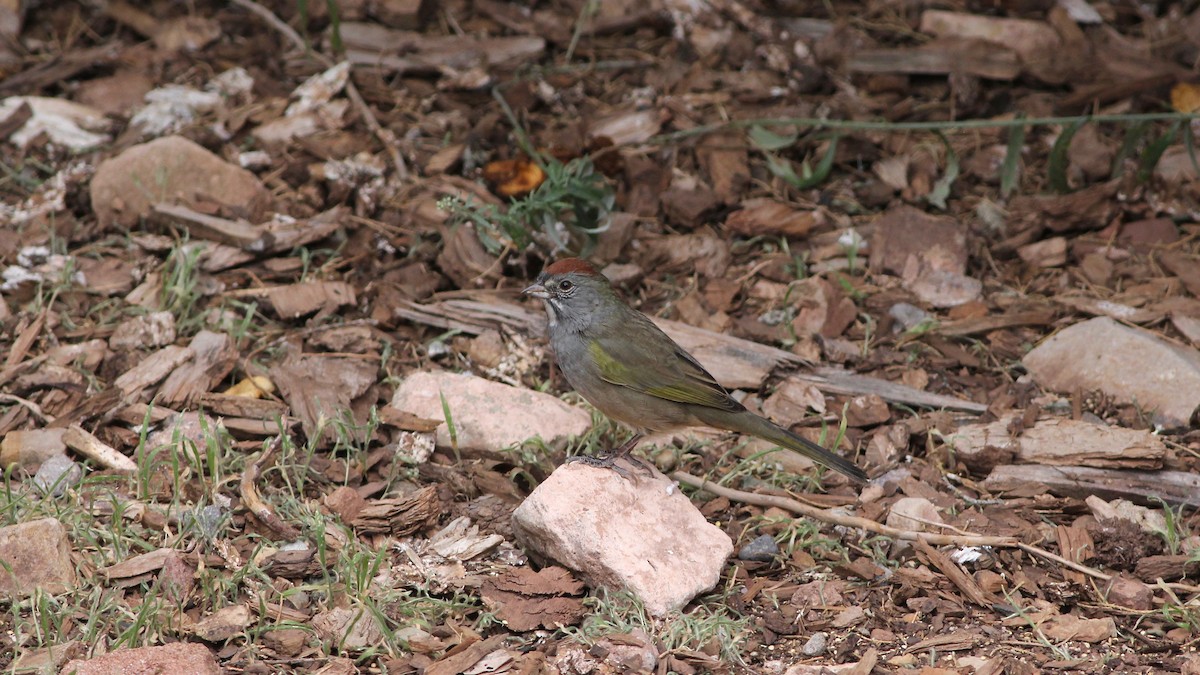 Green-tailed Towhee - ML174617301