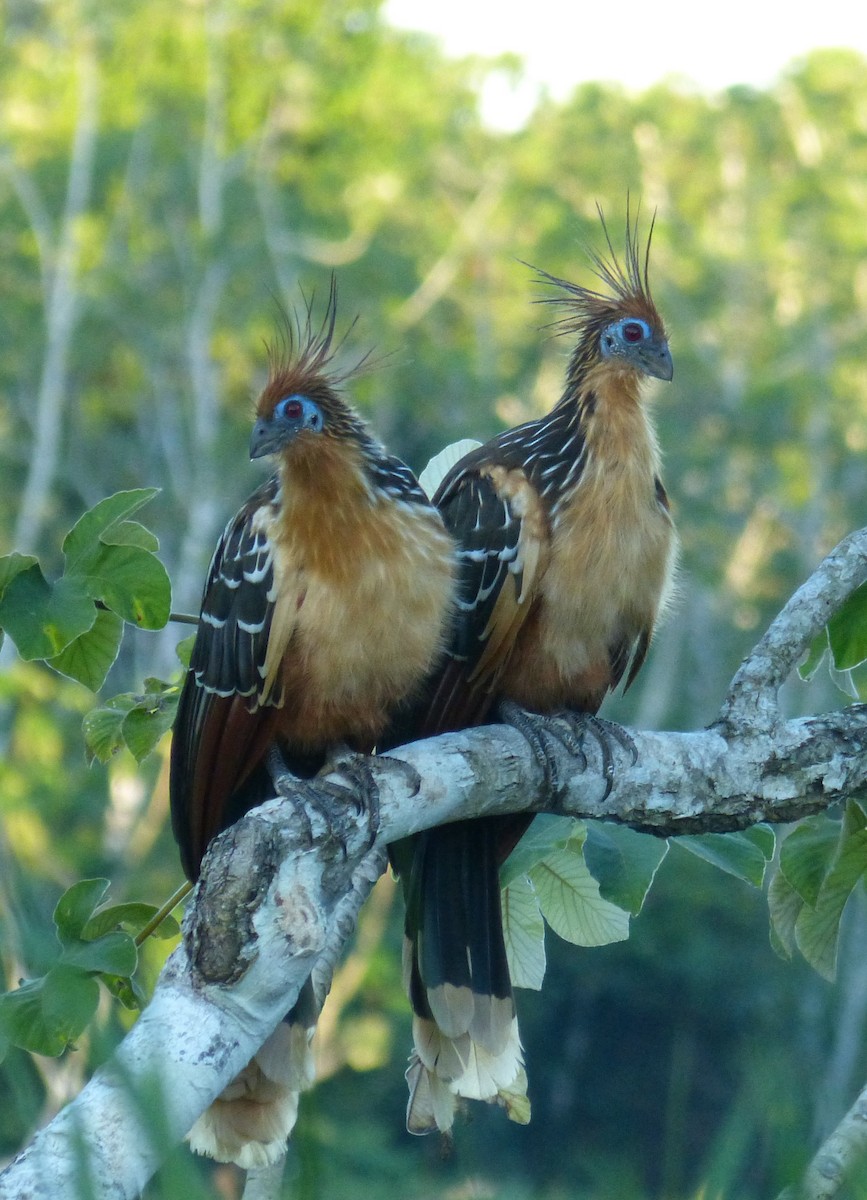 hoatzin - ML174619481