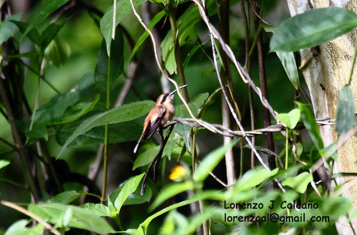 Пестрогорлый колибри-отшельник - ML174619551