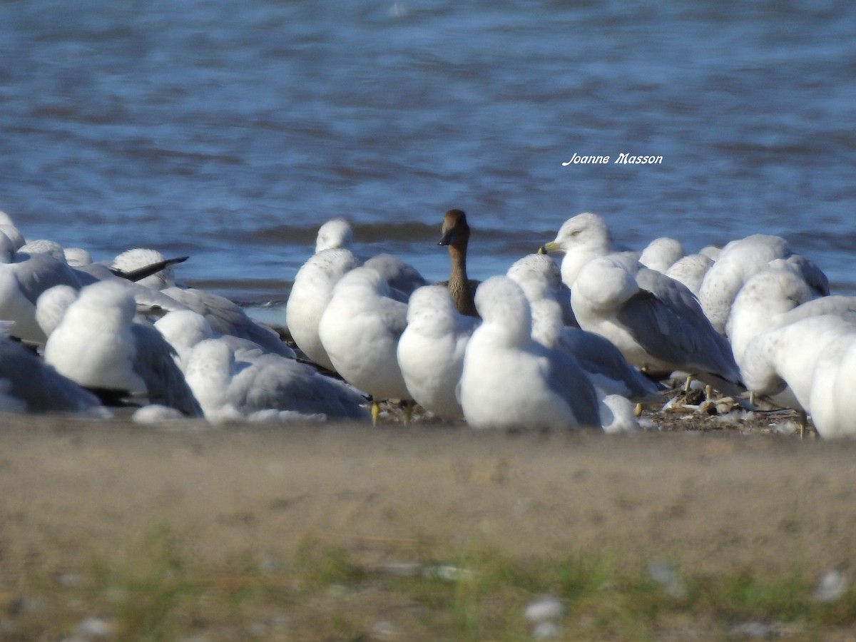 Northern Pintail - ML174620131