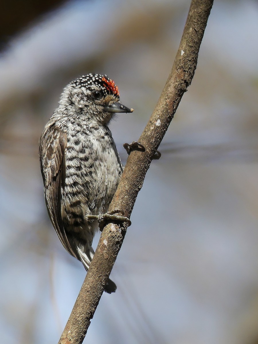 White-barred Piculet - ML174621521