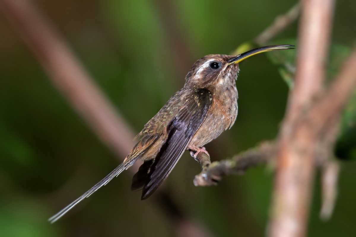 kolibřík temnohrdlý - ML174622901