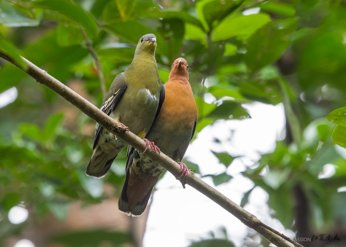 Cinnamon-headed Green-Pigeon - Wai Loon Wong