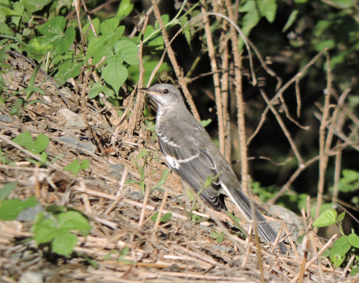 Northern Mockingbird - Kerry Eckhardt