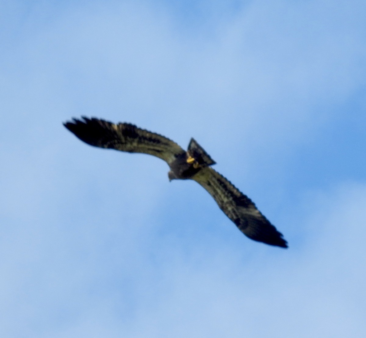 Bald Eagle - William McClellan