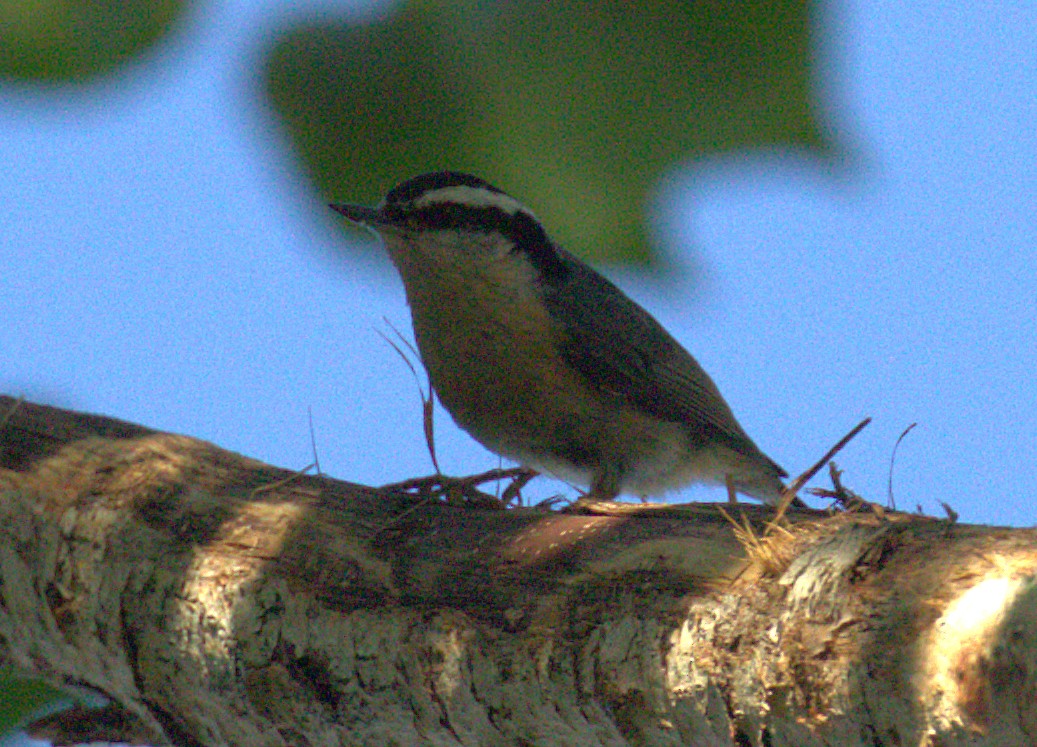 Red-breasted Nuthatch - ML174626391