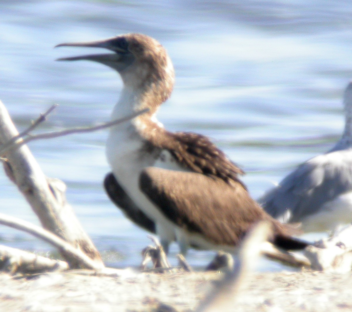 Blue-footed Booby - ML174627531