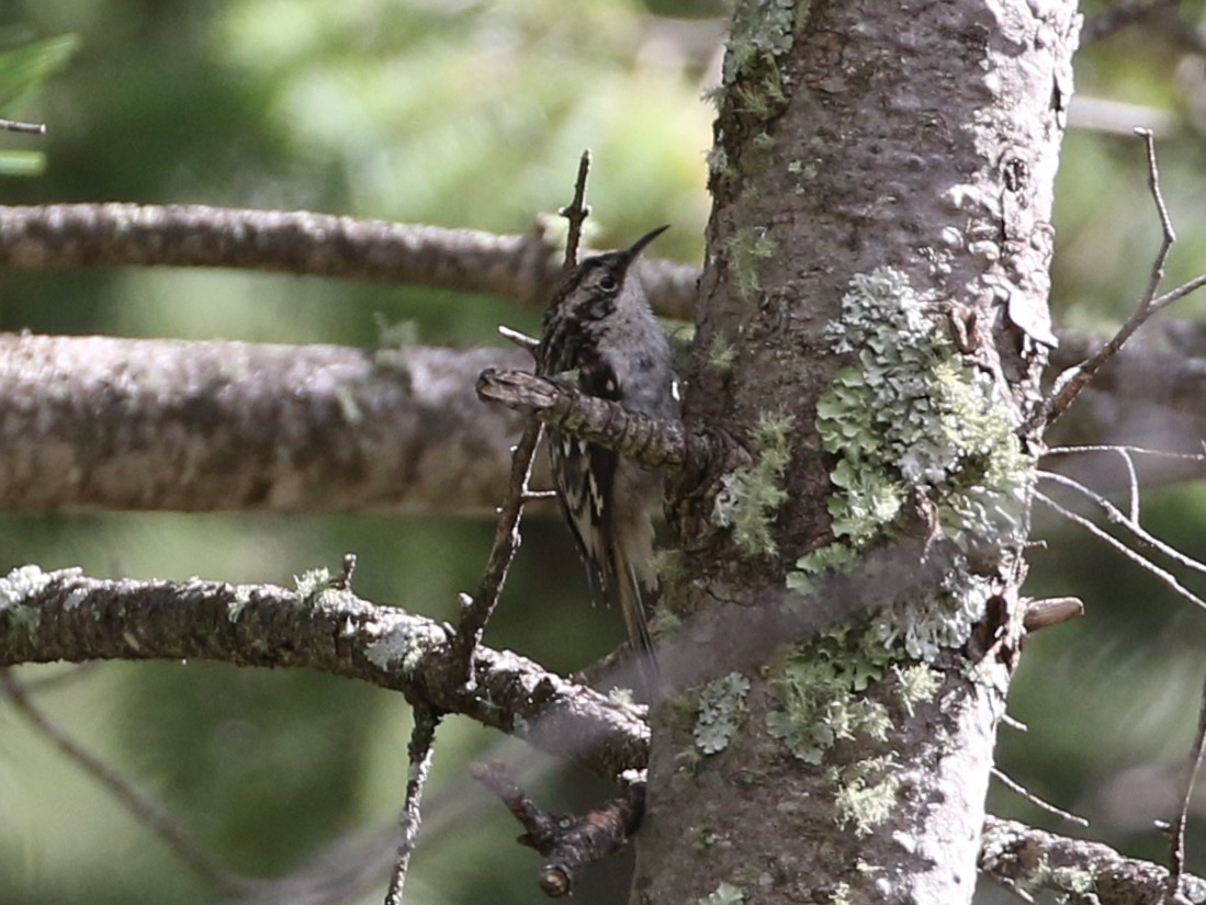 Brown Creeper (albescens/alticola) - ML174628331