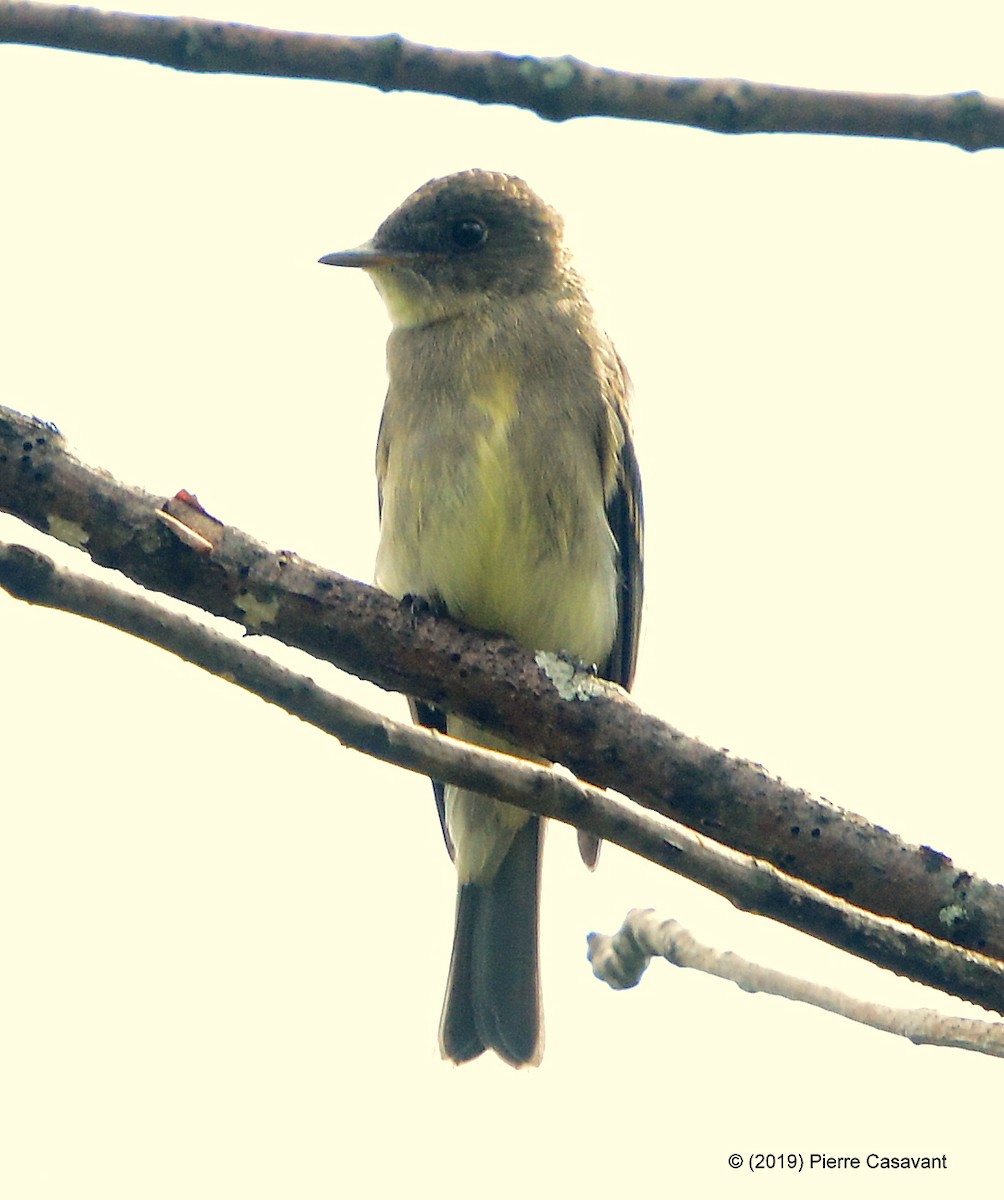 Eastern Wood-Pewee - ML174628641