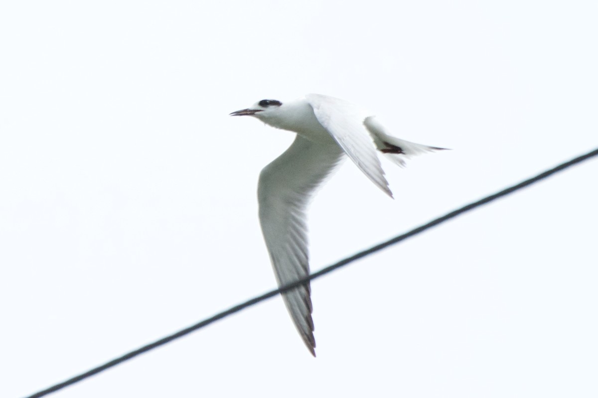Forster's Tern - ML174629251