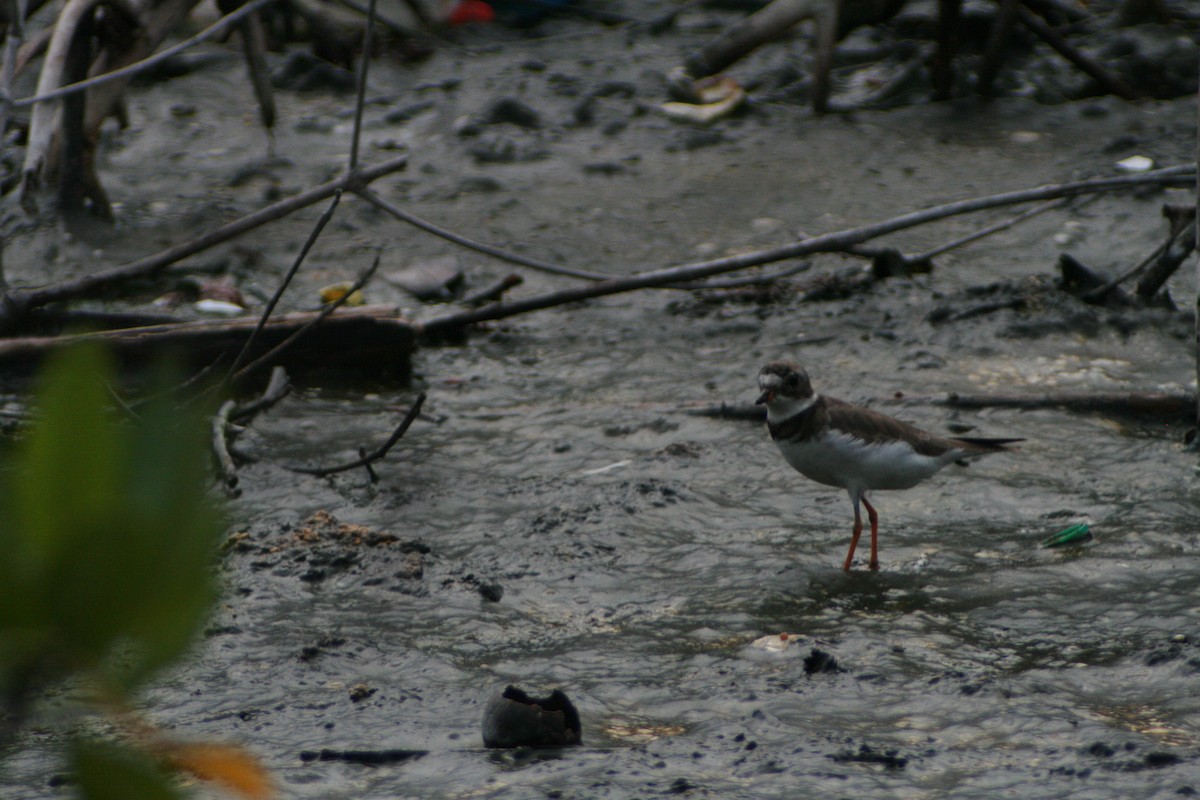 Semipalmated Plover - ML174630991