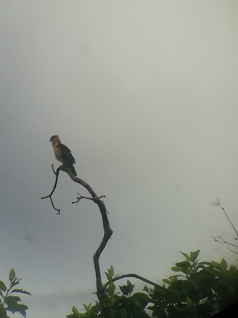 Yellow-headed Caracara - ML174633881