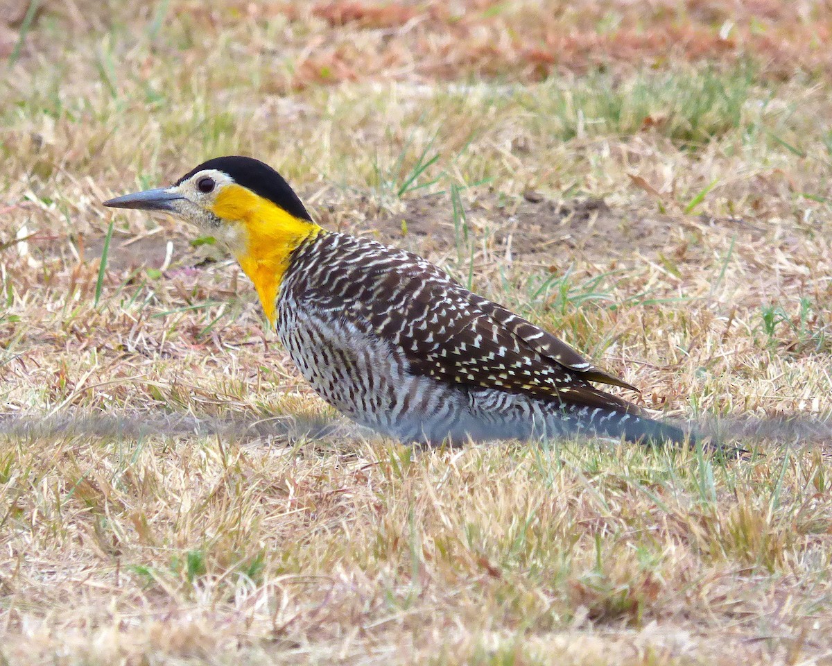 Campo Flicker - Carlos D'Angelo