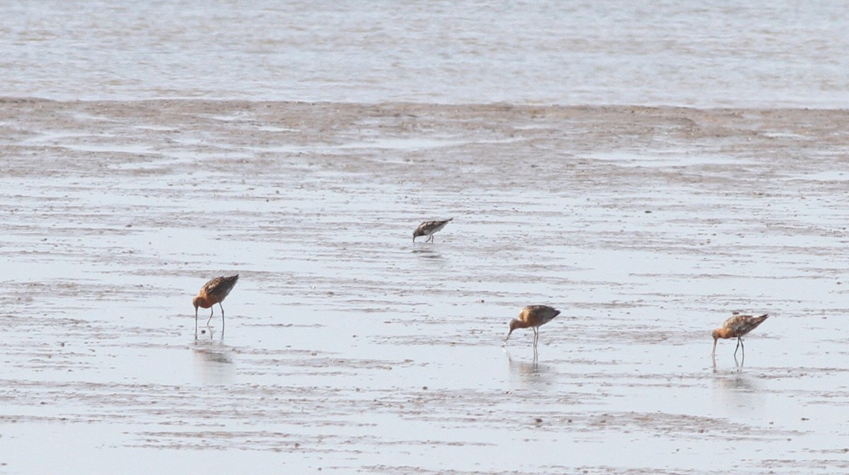 Great Knot - Ashley Banwell