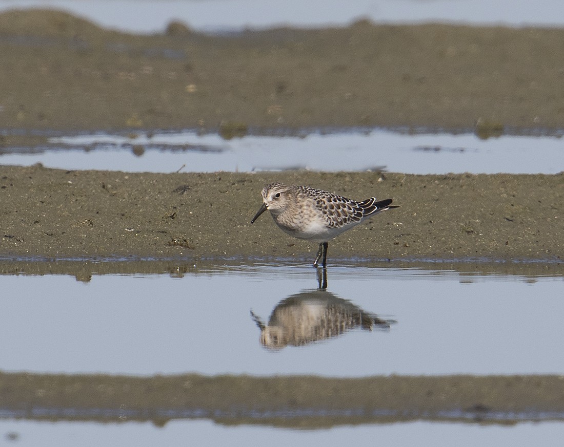 Baird's Sandpiper - Gary Woods