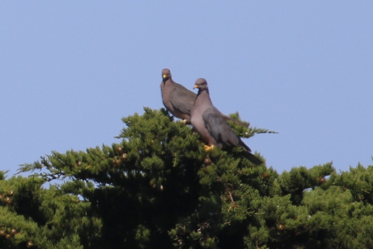 Band-tailed Pigeon - ML174641891