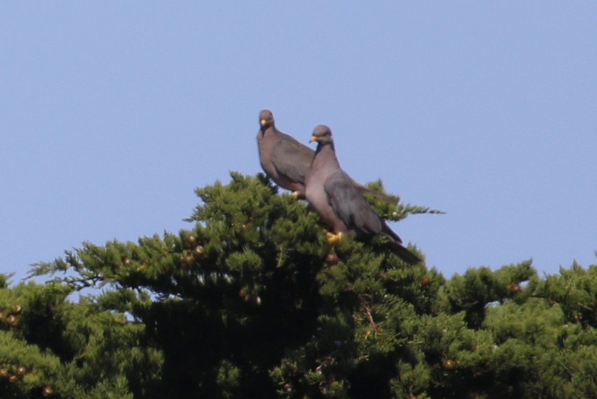 Pigeon à queue barrée - ML174641891