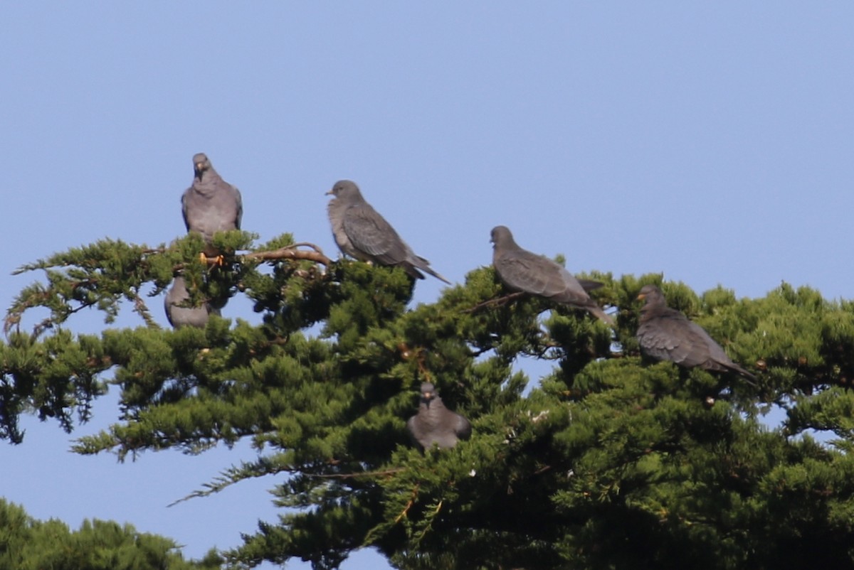 Band-tailed Pigeon - ML174641901