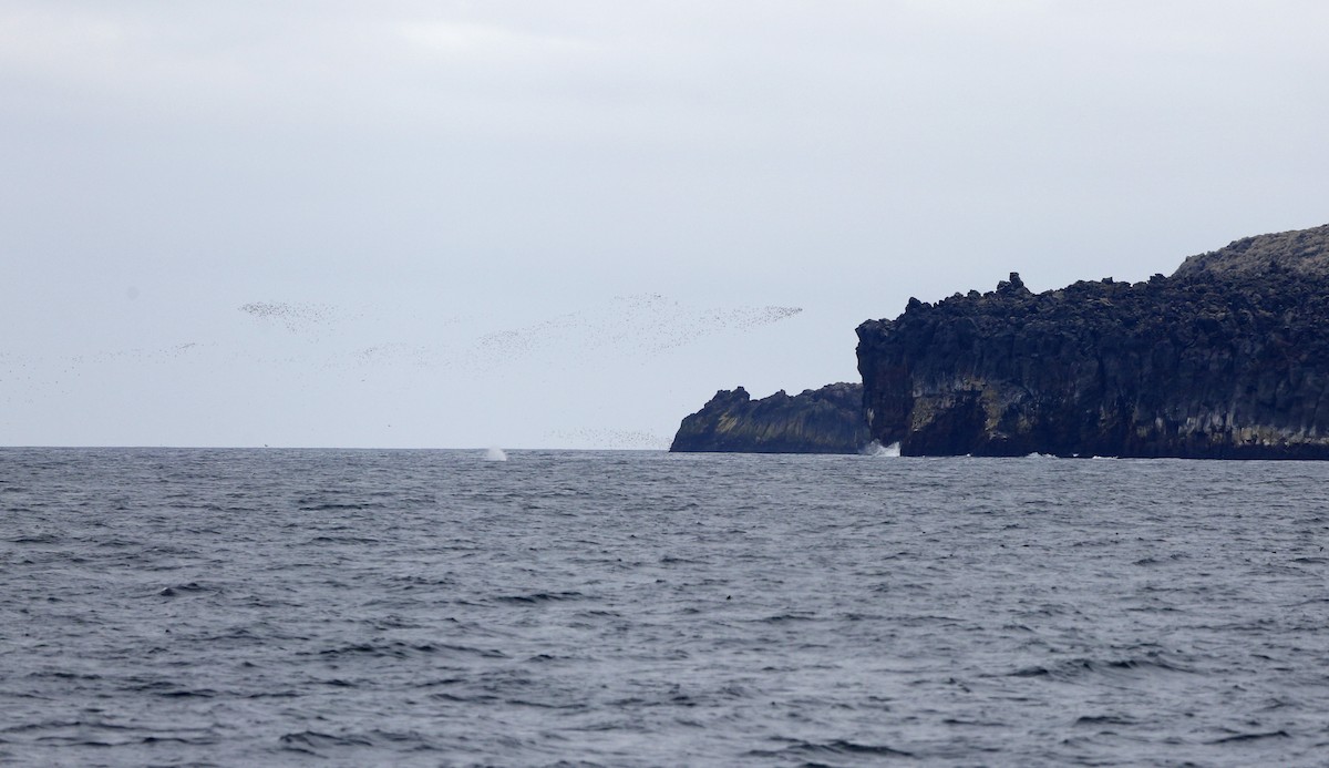 Crested Auklet - ML174644061