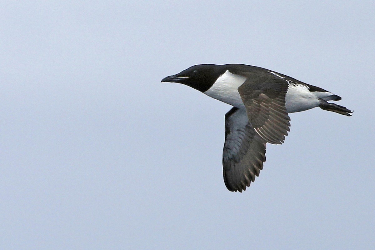 Thick-billed Murre - ML174644701