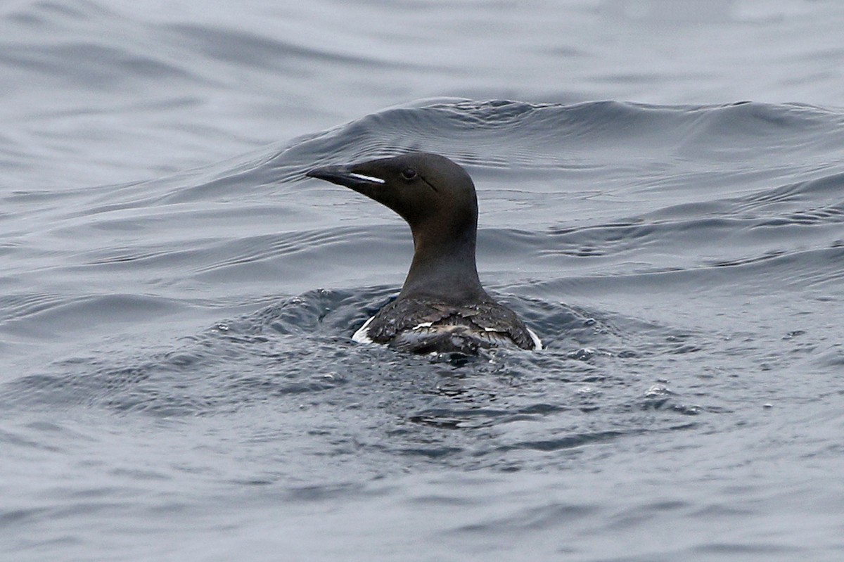 Thick-billed Murre - ML174645161