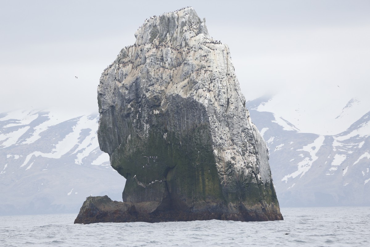 Thick-billed Murre - ML174645311