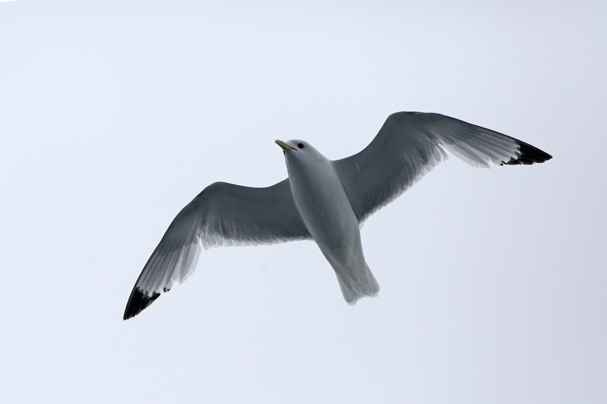 Red-legged Kittiwake - ML174645381