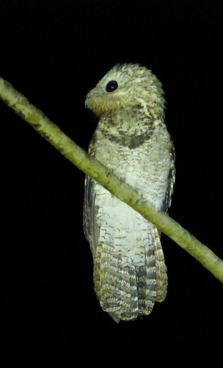 Great Potoo - Terry Rosenmeier